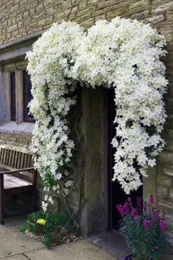 Avalanche Evergreen Clematis - 2 Gallon Pot -SHRUBS and BUSHES Shop Clematis Avalanche 7