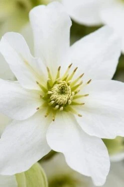 Avalanche Evergreen Clematis - 2 Gallon Pot -SHRUBS and BUSHES Shop Clematis Avalanche 8