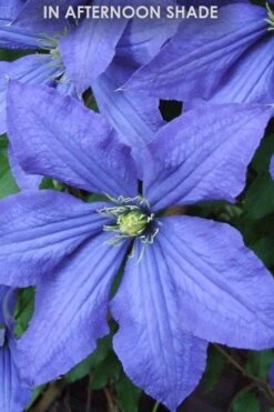 Rhapsody Clematis - 1 Gallon Pot -SHRUBS and BUSHES Shop Clematis Rhapsody in shade