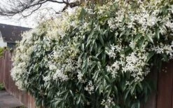Snowdrift Evergreen Clematis Armandii - 5 Gallon Pot -SHRUBS and BUSHES Shop Clematis Snowdrift 22 2