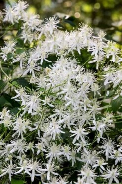 Sweet Autumn Clematis Terniflora - 3 Gallon Pot -SHRUBS and BUSHES Shop Clematis Sweet Autumn 2