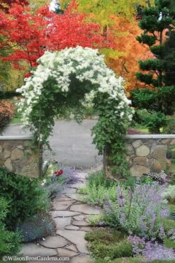 Sweet Autumn Clematis Terniflora - 3 Gallon Pot -SHRUBS and BUSHES Shop Clematis Sweet Autumn 8