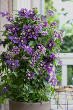 Taiga Clematis - 2 Gallon Pot -SHRUBS and BUSHES Shop Clematis Taiga 10 2