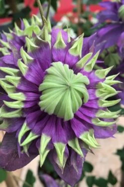 Taiga Clematis - 3 Gallon Pot -SHRUBS and BUSHES Shop Clematis Taiga 2