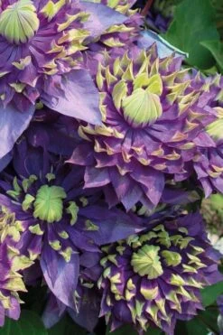 Taiga Clematis - 1 Gallon Pot -SHRUBS and BUSHES Shop Clematis Taiga 3 1