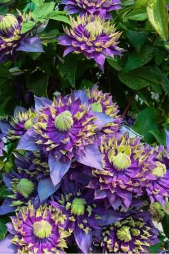 Taiga Clematis - 3 Gallon Pot -SHRUBS and BUSHES Shop Clematis Taiga 4