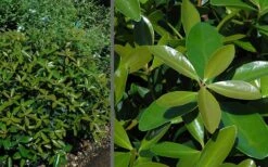 Bigfoot Cleyera Japonica - 3 Gallon Pot -SHRUBS and BUSHES Shop Cleyera Bigfoot