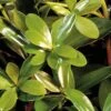 Bigfoot Cleyera Japonica - 3 Gallon Pot 2 Bigfoot Cleyera Japonica - 3 Gallon Pot -SHRUBS and BUSHES Shop Cleyera Bigfoot 500x750 1