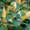 Japanese Cleyera (Ternstroemia Gymnanthera) - 3 Gallon Pot 1 Japanese Cleyera (Ternstroemia Gymnanthera) - 3 Gallon Pot -SHRUBS and BUSHES Shop Cleyera Japonica 500x750 1