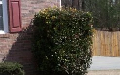 Japanese Cleyera (Ternstroemia Gymnanthera) - 3 Gallon Pot -SHRUBS and BUSHES Shop Cleyera Japonica Japanese 1