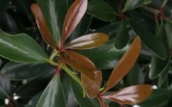 LeAnn Cleyera Japonica - 3 Gallon Pot -SHRUBS and BUSHES Shop Cleyera LeAnn Japonica