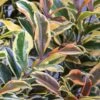 Romeo Variegated Cleyera Japonica - 2 Gallon Pot -SHRUBS and BUSHES Shop Cleyera Romeo 2