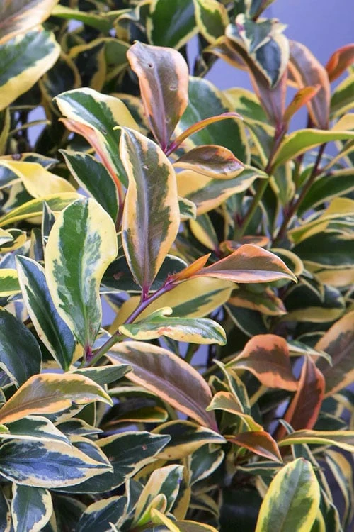 Romeo Variegated Cleyera Japonica - 2 Gallon Pot 3 Romeo Variegated Cleyera Japonica - 2 Gallon Pot