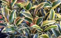 Romeo Variegated Cleyera Japonica - 2 Gallon Pot 11 Romeo Variegated Cleyera Japonica - 2 Gallon Pot -SHRUBS and BUSHES Shop Cleyera Romeo 3