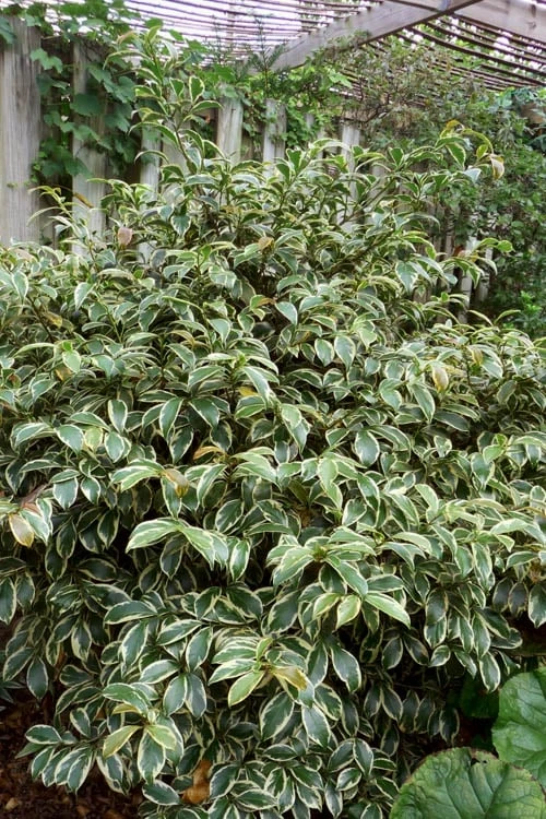 Romeo Variegated Cleyera Japonica - 2 Gallon Pot 6 Romeo Variegated Cleyera Japonica - 2 Gallon Pot - Image 4