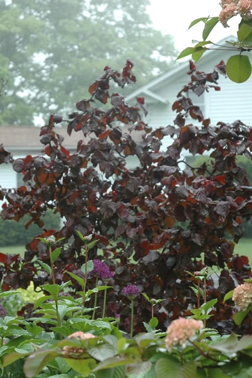 Red Dragon Contorted Filbert (Corylus Avellena) - 7 Gallon Pot 3 Red Dragon Contorted Filbert (Corylus Avellena) - 7 Gallon Pot