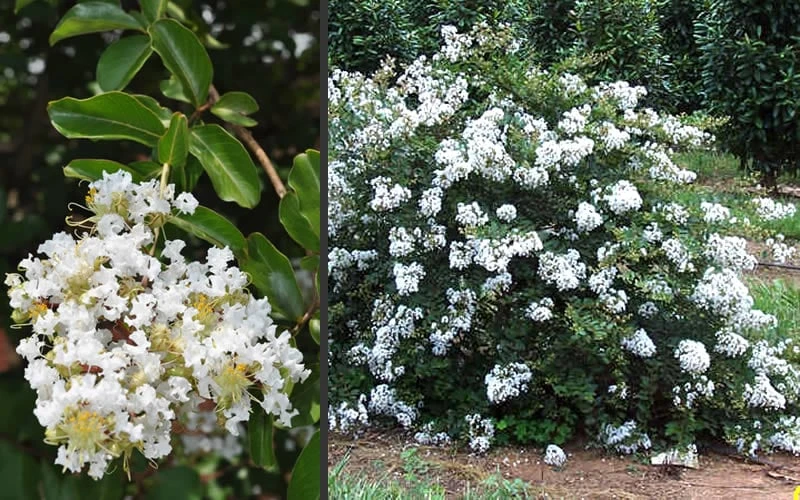 Acoma Weeping White Crape Myrtle - 3 Gallon Pot 8 Acoma Weeping White Crape Myrtle - 3 Gallon Pot - Image 6