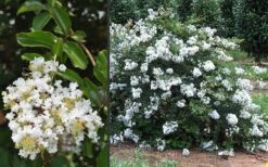 Acoma Weeping White Crape Myrtle - 7 Gallon Pot (5-6') 13 Acoma Weeping White Crape Myrtle - 7 Gallon Pot (5-6') -SHRUBS and BUSHES Shop Crape Myrtle Acoma 3 2