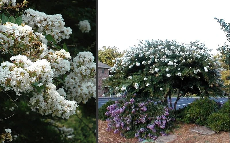 Acoma Weeping White Crape Myrtle - 3 Gallon Pot 7 Acoma Weeping White Crape Myrtle - 3 Gallon Pot - Image 5
