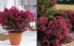 Berry Dazzle Dwarf Crape Myrtle - 3 Gallon Pot -SHRUBS and BUSHES Shop Crape Myrtle Berry Dazzle 2