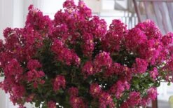 Berry Dazzle Dwarf Crape Myrtle (Single-Trunk Topiary) - 7 Gallon Pot 12 Berry Dazzle Dwarf Crape Myrtle (Single-Trunk Topiary) - 7 Gallon Pot -SHRUBS and BUSHES Shop Crape Myrtle Berry Dazzle 3 1