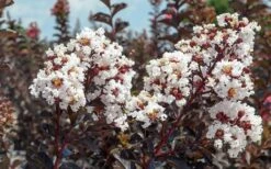 Black Diamond Pure White Crape Myrtle - 3 Gallon Pot -SHRUBS and BUSHES Shop Crape Myrtle Black Diamond Pure White 50