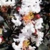 Black Diamond Pure White Crape Myrtle - 3 Gallon Pot 1 Black Diamond Pure White Crape Myrtle - 3 Gallon Pot -SHRUBS and BUSHES Shop Crape Myrtle Black Diamond Pure White 500x750 1