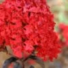 Ebony Flame Crape Myrtle - 2 Gallon Pot -SHRUBS and BUSHES Shop Crape Myrtle Ebony Flame 21