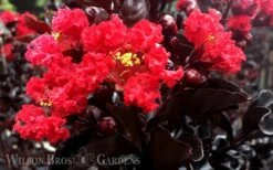 Ebony Flame Crape Myrtle - 2 Gallon Pot -SHRUBS and BUSHES Shop Crape Myrtle Ebony Flame
