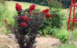 Ebony Flame Crape Myrtle - 2 Gallon Pot -SHRUBS and BUSHES Shop Crape Myrtle Ebony Flame Tree