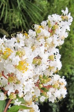 Natchez White Crape Myrtle - 1 Gallon Pot -SHRUBS and BUSHES Shop Crape Myrtle Natchez 11