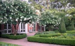 Natchez White Crape Myrtle - 1 Gallon Pot -SHRUBS and BUSHES Shop Crape Myrtle Natchez 13