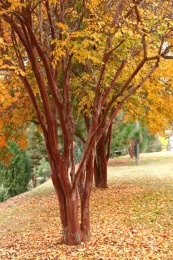 Natchez White Crape Myrtle - 1 Gallon Pot -SHRUBS and BUSHES Shop Crape Myrtle Natchez 17