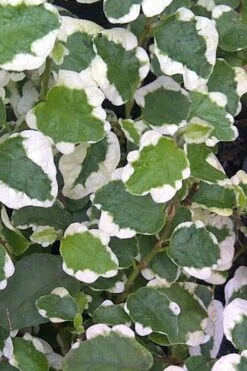 Variegated Creeping Fig - Ficus Pumila 'Variegata' - 5 Pack Of Pint Pots -SHRUBS and BUSHES Shop Creeping Fig Variegated Ficus Pumila Rev 500x750 2
