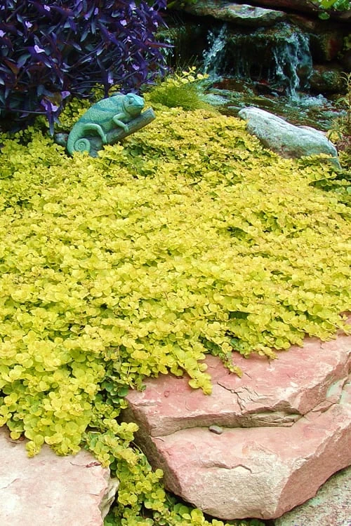 Golden Creeping Jenny (Lysimachia Nummularia 'Aurea') - 5 Pack Of Quart Pots 8 Golden Creeping Jenny (Lysimachia Nummularia 'Aurea') - 5 Pack Of Quart Pots - Image 6