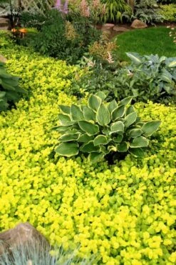 Golden Creeping Jenny - Lysimachia Nummularia Aurea - 10 Pack Of Pint Pots -SHRUBS and BUSHES Shop Creeping Jenny 21 1