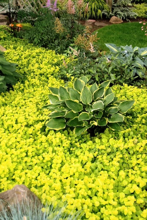Golden Creeping Jenny (Lysimachia Nummularia 'Aurea') - 5 Pack Of Quart Pots 5 Golden Creeping Jenny (Lysimachia Nummularia 'Aurea') - 5 Pack Of Quart Pots - Image 3