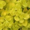 Golden Creeping Jenny - Lysimachia Nummularia Aurea - 10 Pack Of Pint Pots -SHRUBS and BUSHES Shop Creeping Jenny 22 1
