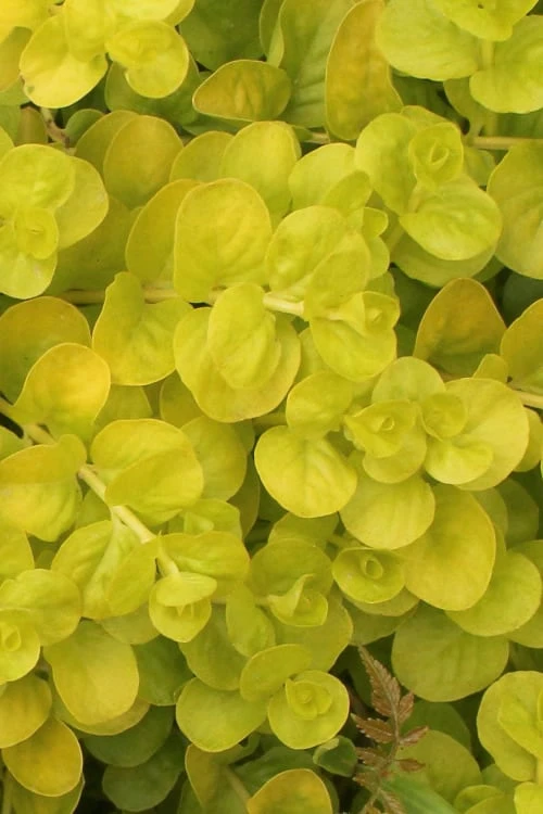 Golden Creeping Jenny (Lysimachia Nummularia 'Aurea') - 5 Pack Of Quart Pots 3 Golden Creeping Jenny (Lysimachia Nummularia 'Aurea') - 5 Pack Of Quart Pots