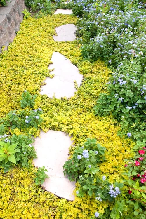 Golden Creeping Jenny (Lysimachia Nummularia 'Aurea') - 5 Pack Of Quart Pots 6 Golden Creeping Jenny (Lysimachia Nummularia 'Aurea') - 5 Pack Of Quart Pots - Image 4