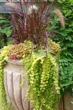 Golden Creeping Jenny (Lysimachia Nummularia 'Aurea') - 5 Pack Of Quart Pots 12 Golden Creeping Jenny (Lysimachia Nummularia 'Aurea') - 5 Pack Of Quart Pots -SHRUBS and BUSHES Shop Creeping Jenny 26