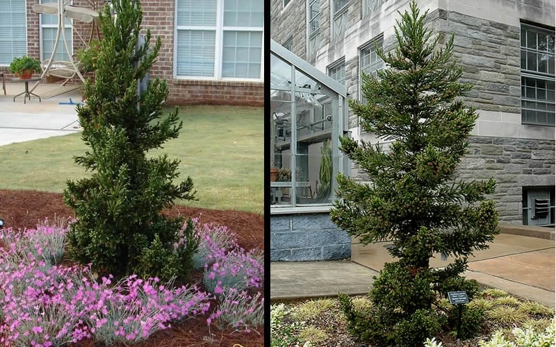 Black Dragon Cryptomeria - Japanese Cedar - 3 Gallon Pot 6 Black Dragon Cryptomeria - Japanese Cedar - 3 Gallon Pot - Image 4