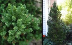 Black Dragon Cryptomeria - Japanese Cedar - 2 Gallon Pot -SHRUBS and BUSHES Shop Cryptomeria Black Dragon 2 1