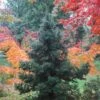 Black Dragon Cryptomeria - Japanese Cedar - 3 Gallon Pot 2 Black Dragon Cryptomeria - Japanese Cedar - 3 Gallon Pot -SHRUBS and BUSHES Shop Cryptomeria Black Dragon 500x750 1