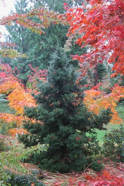 Black Dragon Cryptomeria - Japanese Cedar - 3 Gallon Pot 3 Black Dragon Cryptomeria - Japanese Cedar - 3 Gallon Pot