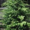 Southern Lace Hinoki Cypress - 7 Gallon Pot (3-4') -SHRUBS and BUSHES Shop Cypress Hinoki Southern Lace 12 1