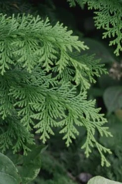 Southern Lace Hinoki Cypress - 7 Gallon Pot (3-4') -SHRUBS and BUSHES Shop Cypress Hinoki Southern Lace 13 1
