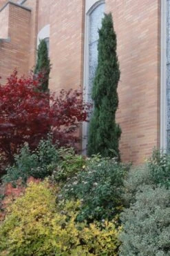 Italian Cypress - 7 Gallon Pot (3-4') -SHRUBS and BUSHES Shop Cypress Italian 10 2