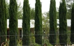 Italian Cypress - 1 Gallon Pot -SHRUBS and BUSHES Shop Cypress Italian 3 1