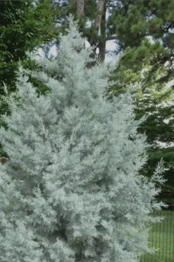 Silver Smoke Arizona Cypress - 3 Gallon Pot -SHRUBS and BUSHES Shop Cypress Silver Smoke 20
